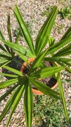 Trachycarpus Tesan