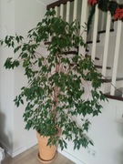 Fikus Benjamin z donicą 