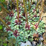 Skalnica obrzeżona / Saxifraga marginata f. purpurea