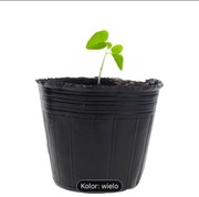 Doniczki plastikowe rozsady 10cm x 10cm ZESTAW 10szt.