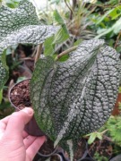 Piper marsupiiferum PIEPRZ