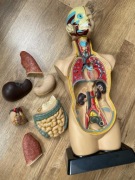 Model anatomiczny – Edu-Toys Human Torso 8+ | Zestaw edukacyjny 3D