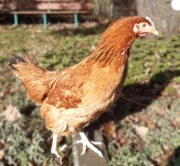 Młode kury ROSA I, własne zdrowe jajka. Kurki 