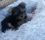 Sprzedam York Terrier 