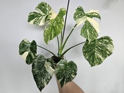 Monstera Thai Mutation hydroponika 7 liści