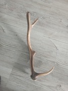 poroże jelnia gryzak 