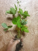 Poziomki sadzonki 40 szt