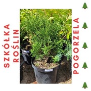 Tuja HOSERI POLECAM!!!