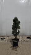 Sosna Sylvestris fastigiata "Glauca" 100-120cm