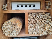 Kokony murarki rogatej 100 sztuk +10 % gratis