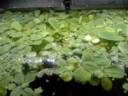 Rośliny akwariowe pływające po 1 zł za sztukę 