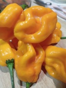 Papryczki HABANERO YELLOW NASIONA 5 szt. BARDZO OSTRE!!! RARYTAS