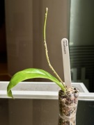 Hoya incrassata | hoja