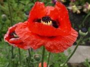 Mak wschodni czerwony  200 n