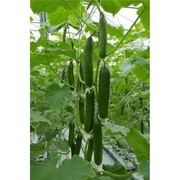 Ogórek szklarniowy Haker F1