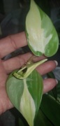 Philodendron silver stripe cięty szczyt 
