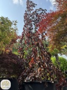 Fagus sylvatica Purple Fountain, Buk pospolity, obwód 20-24cm, 4,5-5m
