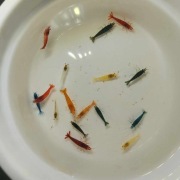 Kolorowe krewetki do akwarium 16szt