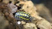 Isopody, prosionki Armadillidium Gestroi