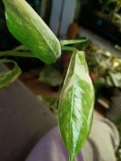 monstera lechleriana variegata-cięty szczyt