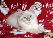 Koty Syberyjskie Neva Masquerade - NEMO ZKolakowegoDomu*PL