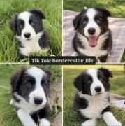 Rodowodowy Szczeniak Border Collie