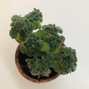 Aichryson tortuosum, piękne małe bonsai 