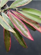 Hoya lacunosa Laos  -  sadzonka ukorzeniona