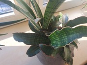 kolekcjonerska Sansevieria cleopatra