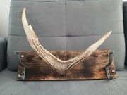 Proże dekoracja naturalne