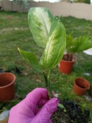 difenbachia Dieffenbachia 'Camilla' 