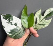 Epipremnum Pinnatum- zestaw
