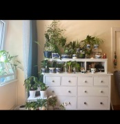 Komoda i półka wisząca- HEMNES Ikea, Komoda, 8 szuflad, biała bejca