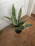 Sansewieria Sansevieria ,,Superba” +1