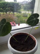 anturium forgetii big kolekcjonerskie