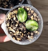 Hoya mathilde variegata