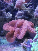 Lobophyllia, koralowce, koralowiec, korale 