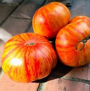 Pomidor Beauty King oryginalny nasiona kolekcjonerskie