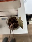 Alokazja nobilis pink variegata