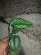 Scindapsus Officinalis 