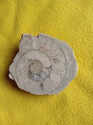 Amonit Perisphinces jura - oxford. Świeci na ciemnobrązowo u ultrafiolecie