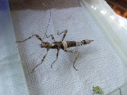 Straszyk filipiński 