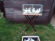 Białe gołębie na ślub