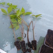 winobluszcz pięciolistkowy,