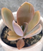 Graptoveria Fred Ives, różowy sukulent, GRATIS 195