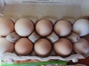 Kury nioski z wolnego wybiegu 