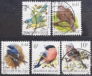 Belgia Fauna Ptaki 3