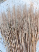 Jęczmień z ziarnami kłosy zboże suszone dla ptakow gryzoni trawy ozdoby 