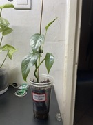 Epipremnum pinnatum Cebu blue