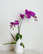 LEAF – ozdobna osłonka, doniczka na storczyki